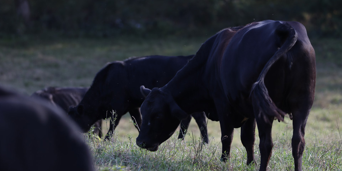 Black Angus Beef grazing on the grass