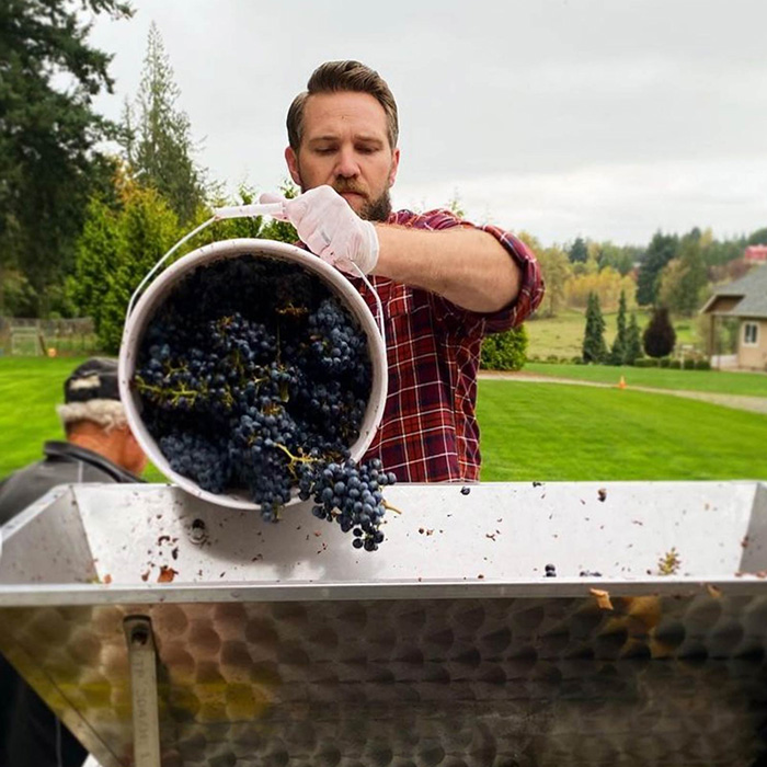 Man pouring grapes into a silver hopper at harvest