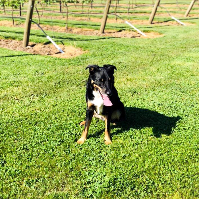 Dog panting in the vineyard